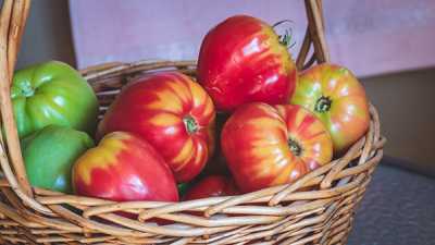 Минусинские помидоры одинаково хорошо растут как на родной (результат на снимке слева), так и на московской земле.