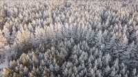Застывший лес с высоты птичьего полёта показала фотограф из Абакана