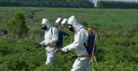 В Черногорске химией травят конопляные заросли