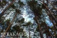 В Хакасии незаконно вырубили лес на сумму более 50 млн
