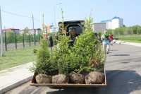Металлурги высадили деревья вокруг нового спортивного центра в Саяногорске
