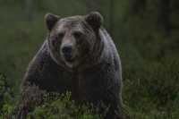 Медведь напал на туристов в Ергаках: погиб ребенок