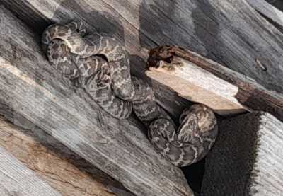 Боится приближаться: змеи пришли в гости к жительнице Хакасии