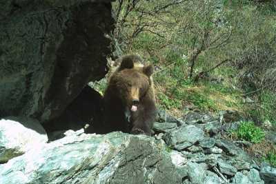 Медвежьи проделки: в Шушенском заповеднике сделали забавный снимок