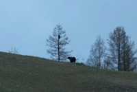 Медвежат, вскарабкавшихся на высокое дерево, сняли на видео в Хакасии