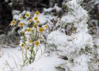 Ромашки в сугробе и бокал снежного: природа шутит в Приисковом