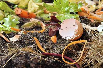 Уже не первый год многие дачники используют пищевые отходы для повышения плодородия почвы. 
