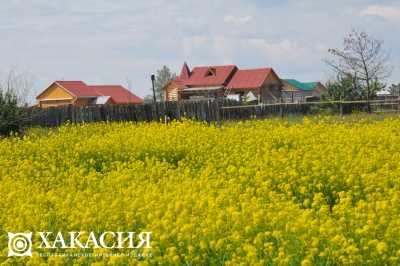 Заросли травой и вязами: запущенные земли нашли в Хакасии