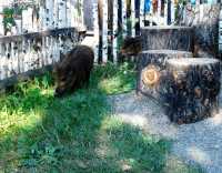В абаканском зоопарке бунтуют кабанята