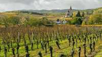 Французские виноделы начнут делать из вина антисептики для рук