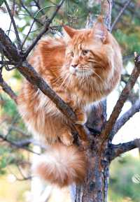Наварро Голден Глори в Преображенском парке: «Ну что смотрите? Я не рысь, а кот, просто большой и с кисточками». 