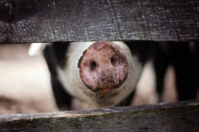 В Хакасии научатся ликвидировать африканскую чуму свиней