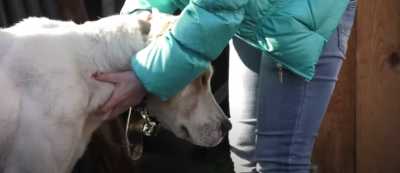 В Абакане нашли собаку, которая кидалась на прохожих и загрызла дворнягу