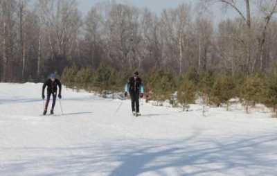 Лыжники спортивного общества «Динамо» устроили чемпионат