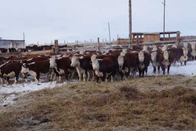 Хакасские животноводы продают скот за рубеж