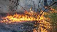 Площадь лесных пожаров в Забайкалье растет