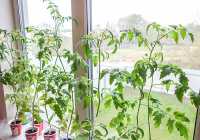 Регулировать рост рассады помидоров можно снижением температуры воздуха в помещении и сокращением полива. 