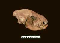 Абаканские спелеологи создали 3D модель черепа пещерной гиены