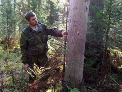 Эксперты из Красноярска и Томска обследуют дикую природу Таштыпского лесничества