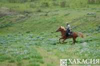 Позарился на коня: работник фермы украл ценного скакуна в Хакасии