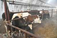 Вакцинация скота: в Хакасии пытаются улучшить эпизоотическую ситуацию