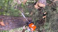 Житель Хакасии погиб под рухнувшим деревом