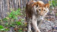 Истощенного льва обнаружили в селе под Иркутском