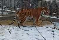 Мороз нипочем: Сильвер из зоопарка Абакана знает толк в веселых прогулках