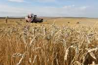 В 2020 году сразу несколько сельхозпредприятий Хакасии добились рекордных показателей в работе. Однако самый поразительный результат оказался у ООО «Аршановское». На одном из полей хозяйство вырастило пшеницу со средней урожайностью 69 центнеров с гектара. 