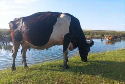 В Хакасии коровы повредили ограждение форелевого хозяйства и автомобиль
