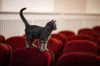 Бездомный котенок стал артистом драмтеатра в Ачинске
