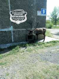 В Минусинске на улицах выгуливают северных оленей