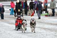 Собачьи бега — удовольствие и для четвероногих спортсменов, и для их владельцев, и для многочисленных зрителей. 