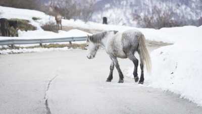 В Хакасии пассажирская Газель врезалась в лошадь, есть пострадавшие