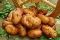 Овощное помешательство ожидается в День картофеля