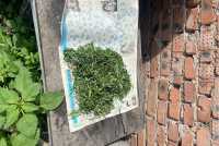 Пагубное пристрастие к марихуане «насолило» черногорцу