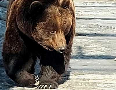 Где в Хакасии медведи выходили к людям