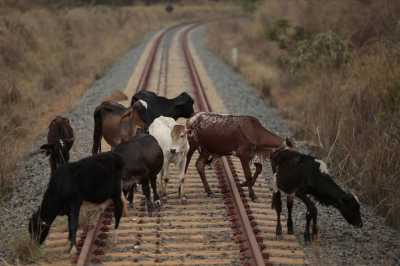 В Хакасии грузовой поезд столкнулся со стадом коров