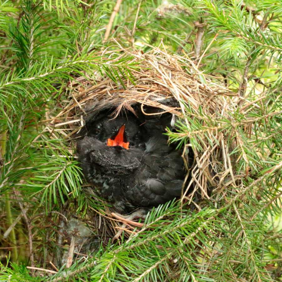 Чужая птица в гнездо