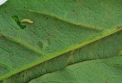 Гусеницы лугового мотылька напали на сельхозугодья Хакасии