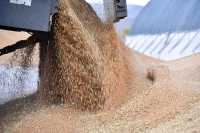 Продовольственная пшеница, выращенная в окрестностях села Борец, отличается высоким качеством зерна. Благодаря этому она пользуется особым спросом у крупных мукомольных предприятий Минусинска, Кемерова, Теси. 