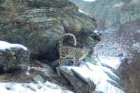 В Саяно-Шушенском заповеднике успешно размножаются снежные барсы