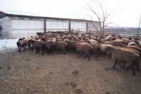 В Хакасии овечье стадо выросло на пять тысяч голов