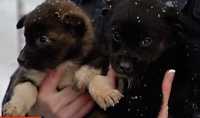 В Хакасии на рельсах оставили мешок с живыми щенками