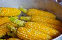 В Хакасию могла попасть опасная кукуруза