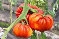 В Минусинске ищут помидоры-гиганты