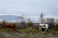 Экологические инспекторы обнаружили у водоёма в Хакасии беспризорных коров и мусор