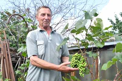 В лучшие годы Александр Карамышев собирает больше 40 килограммов винограда. 