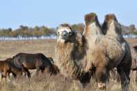 Интересный факт: верблюжья шерсть очень удивительная. Она настолько густая, что не пропускает ни жары, ни холода. 