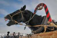 В Хакасию не впустили фургон с лошадьми